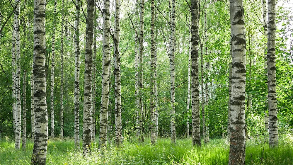 Birch Grove Tomsk