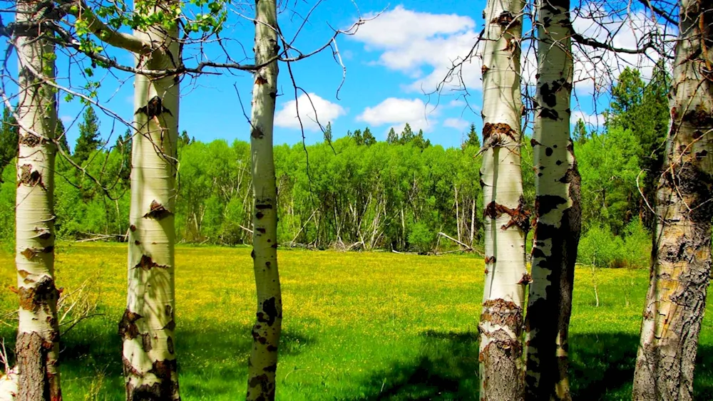 Pushgory birch