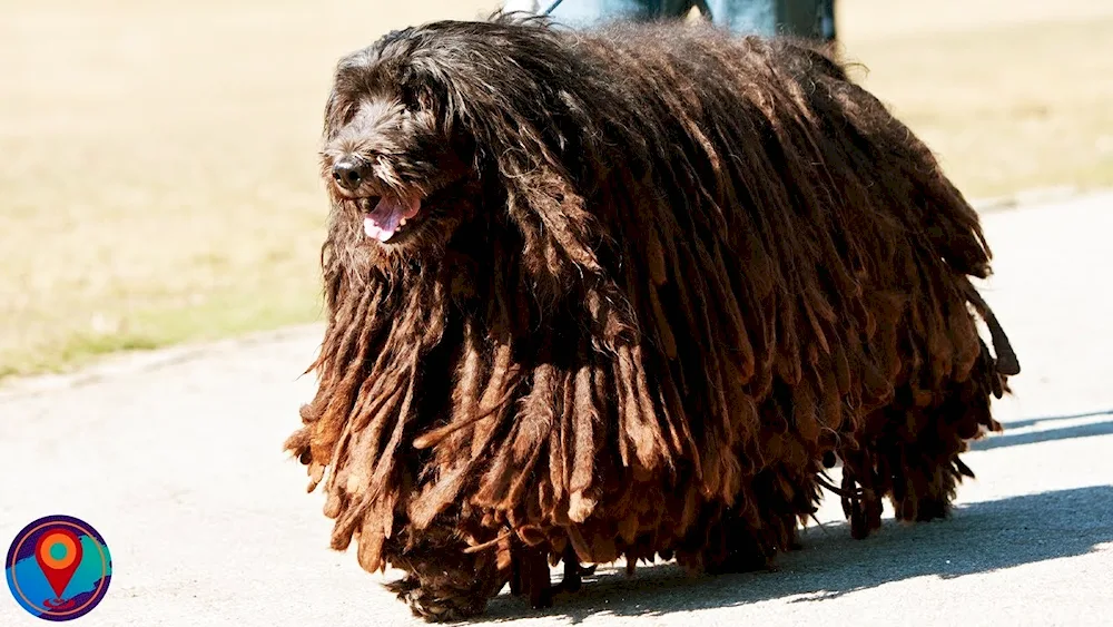 Bearded Collie