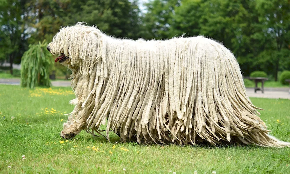 Hungarian shepherd sheepdog Komandor