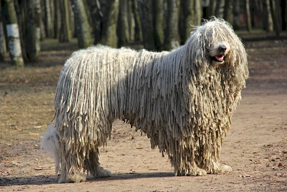 Bergham sheepdog Komandor