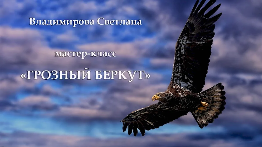 White-headed Eagle Eagle Falcons Yakols