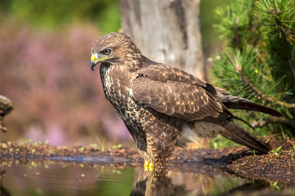 Birds of prey of the Arkhangelsk region