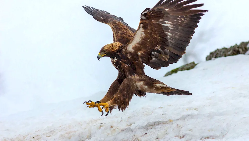 Berkut and White-tailed Eagle