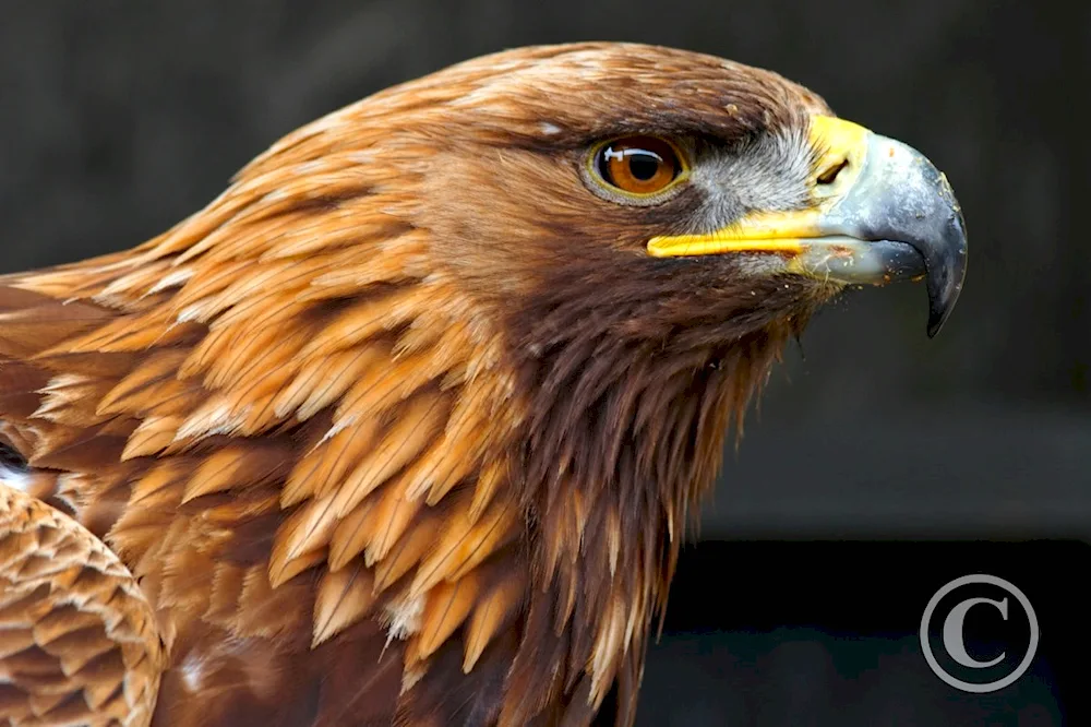 Berkut Eagle. white-tailed hawkBerkut halzan