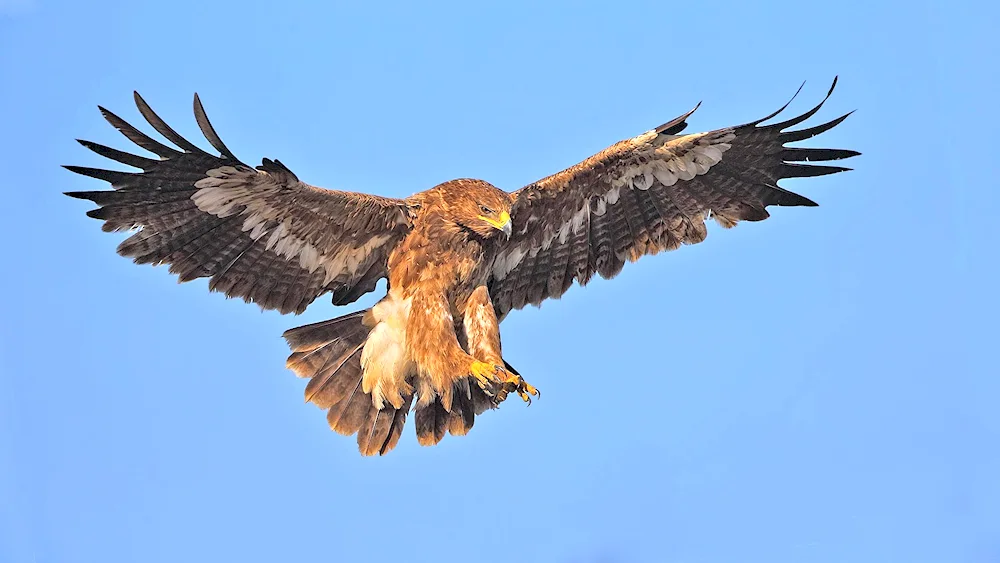 Berkut Falcon Hawk Kite
