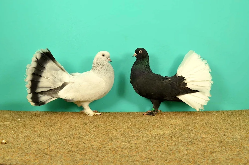 Uzbekistan stout pigeons