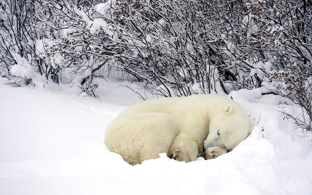 Brown bear in a den in winter