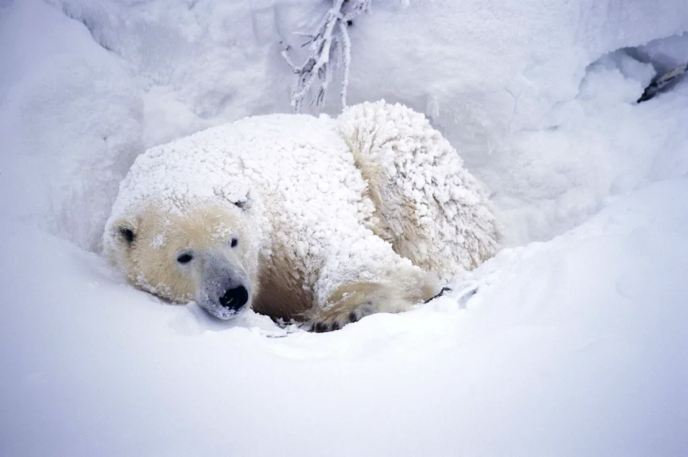 Brown bear in the den