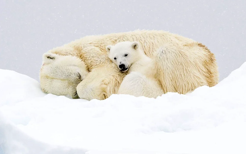 Polar bears in the Arctic