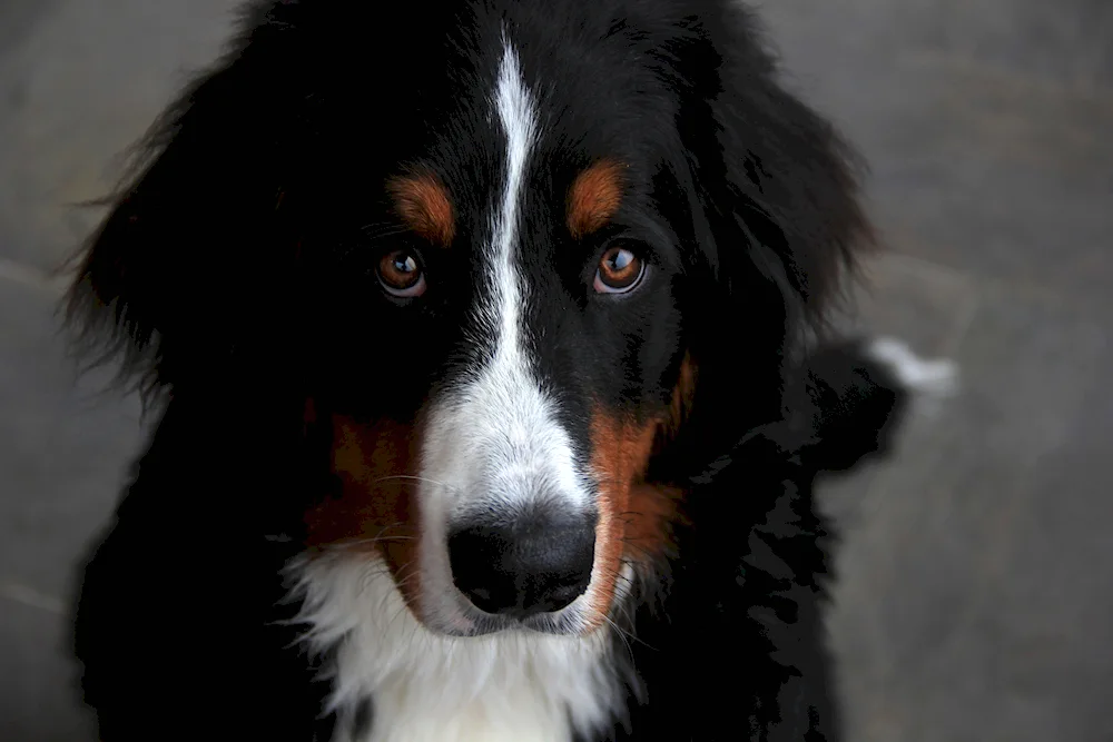 Bernese sennennehund