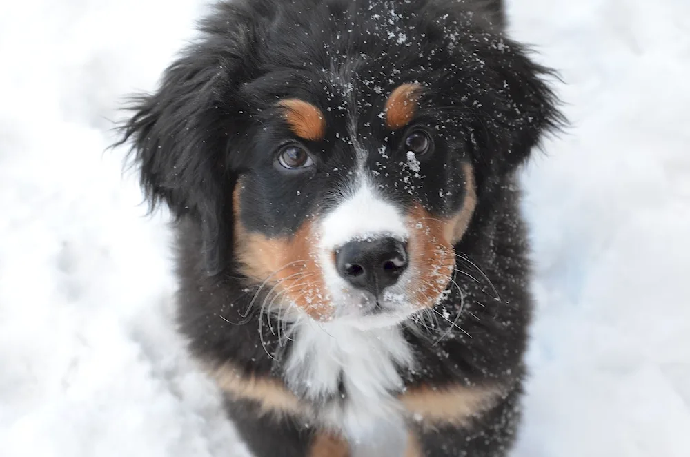 Bernese zennenhund