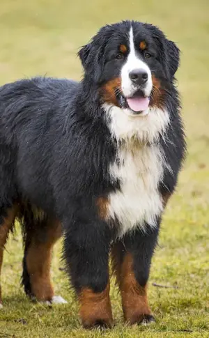 Bernese sennenhund