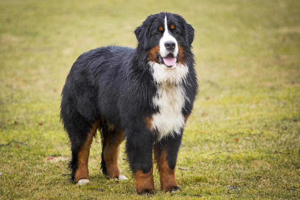 Bernese sennenhund