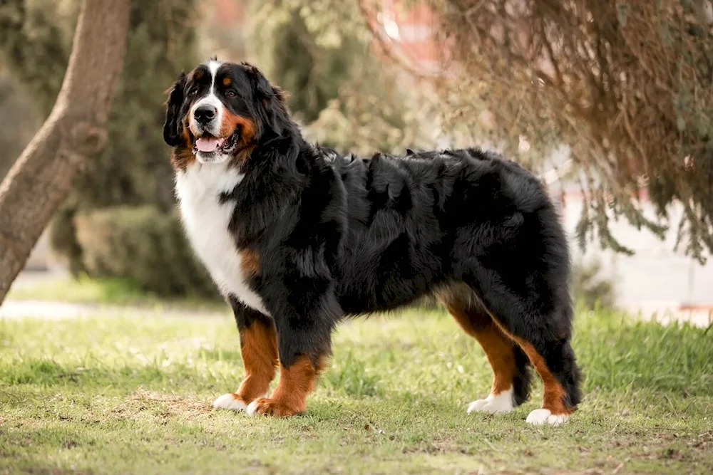 Bernese sennenhund