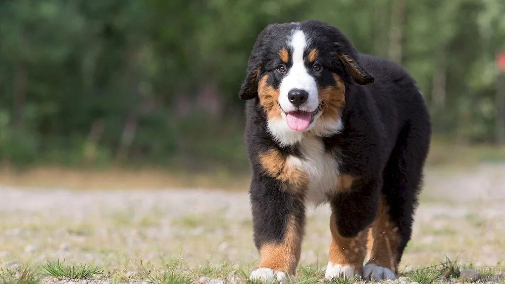 Bernese sennenhund