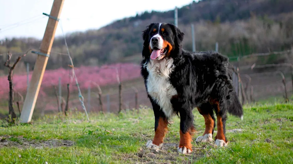 Bernese sennenhund