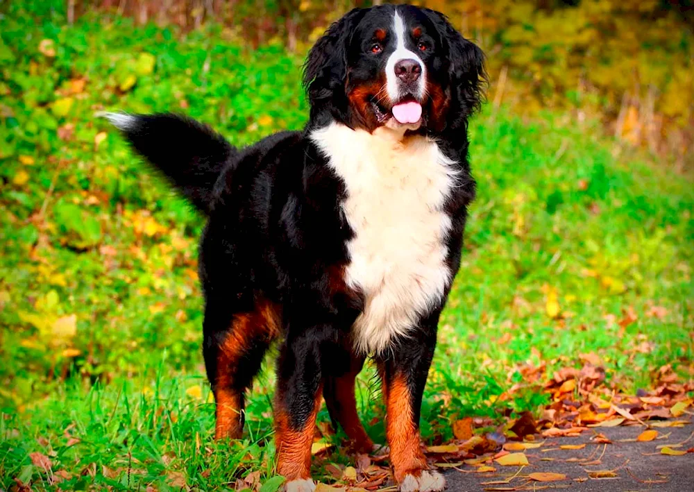 Bernese Sennenhund