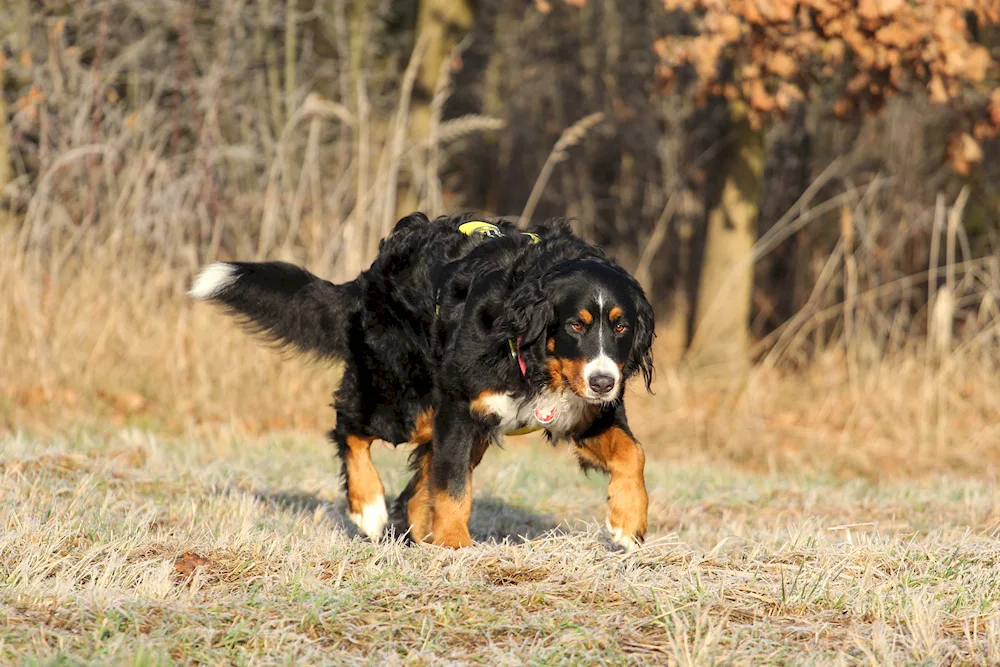 Bernese sennenhund