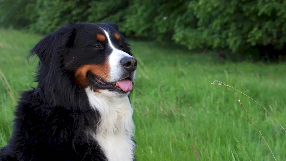 Bernese Sennenhund