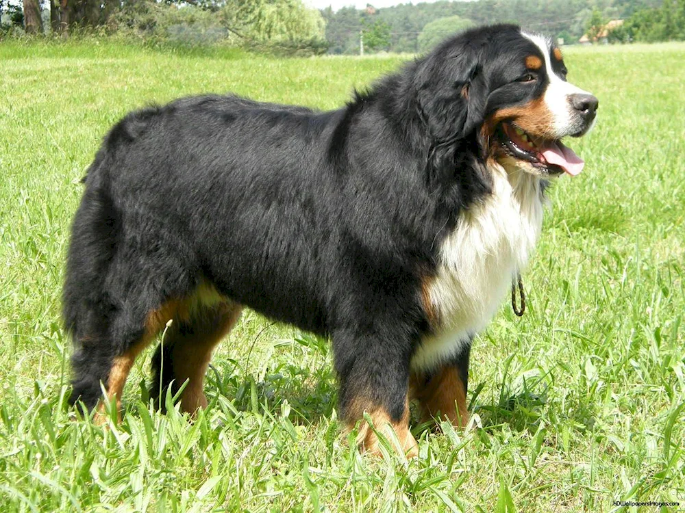 Australian Shepherd Dog