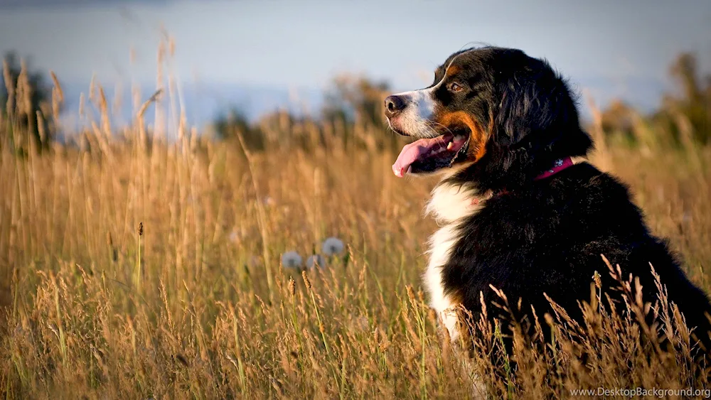 Border- Collie