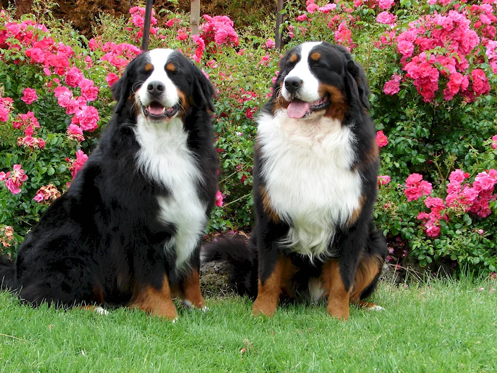 Aussie Australian Shepherd Dog