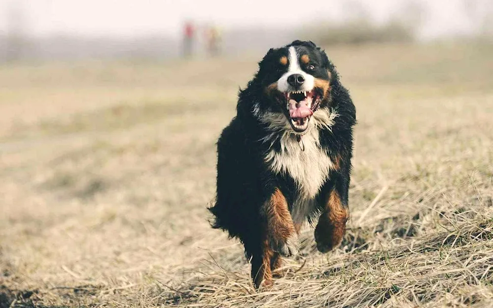 Scottish Collie