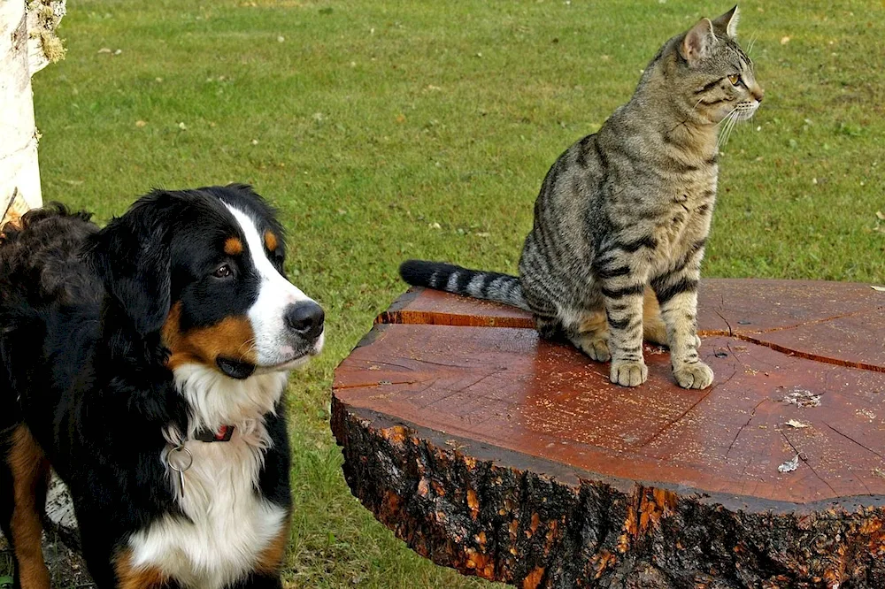 Bernese zennenhund