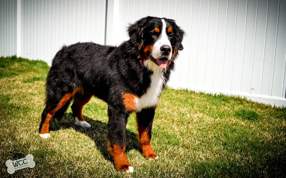 Bernese sennenhund