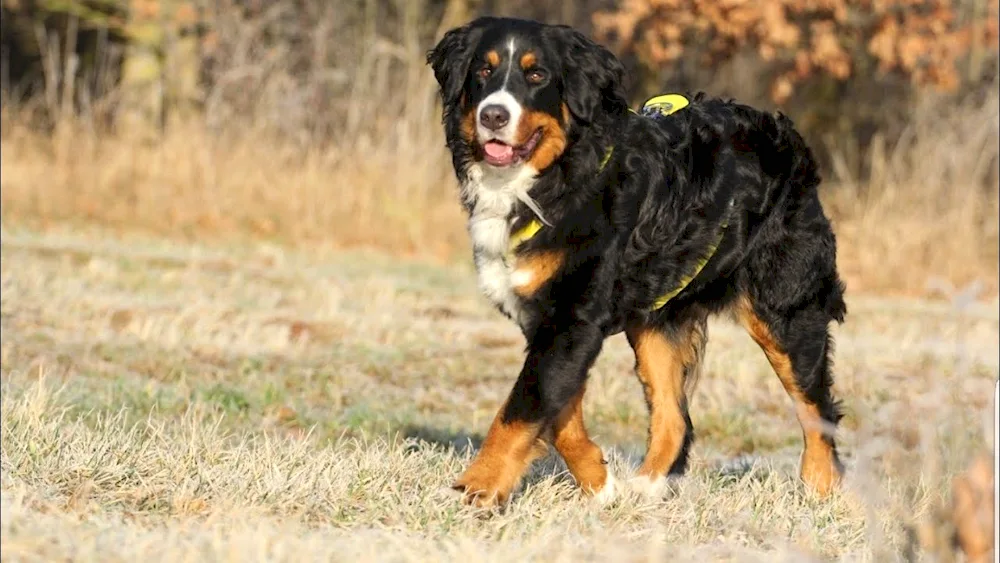 Bernese Sennenhund