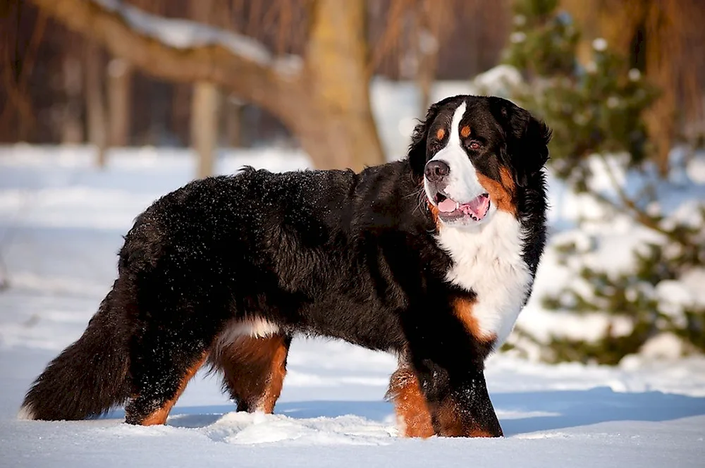 Bernese Sennenhund