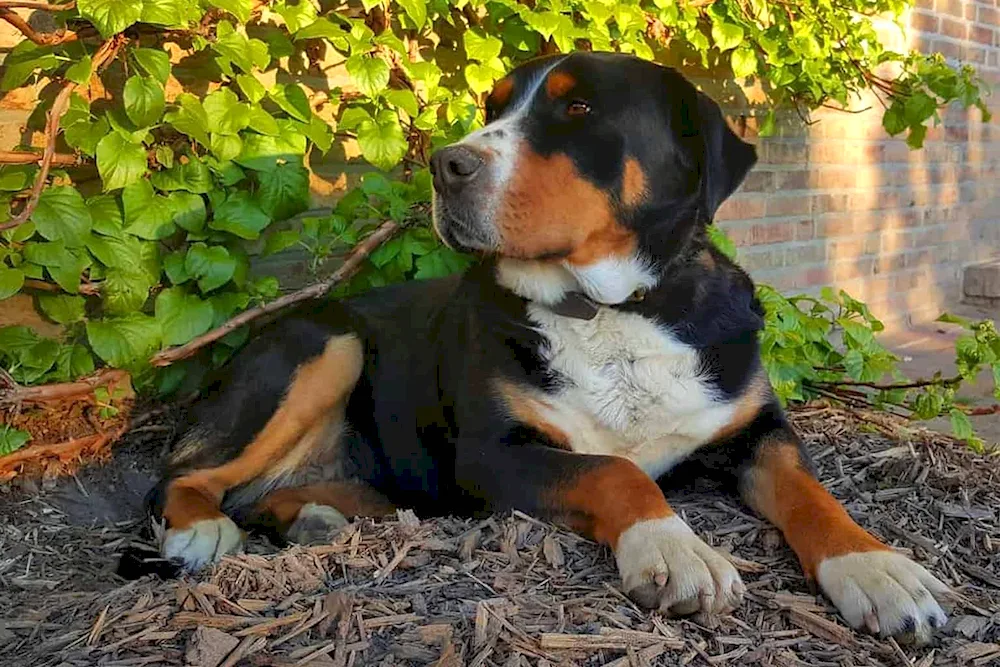 Bernese sennenhund