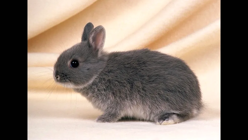 Lysian dwarf rabbit