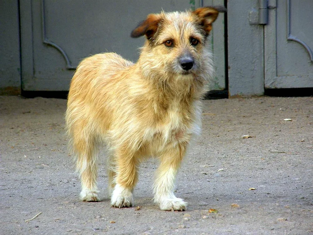 German Shepherd Fluffy