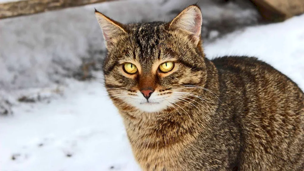 Pedigree tabby cat