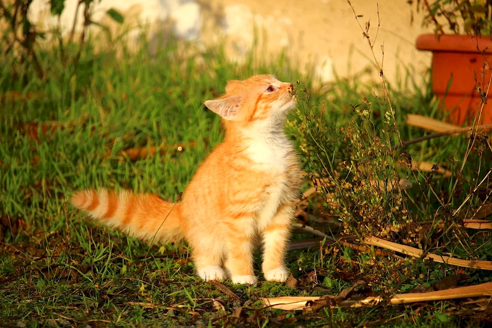 Breed ginger cat