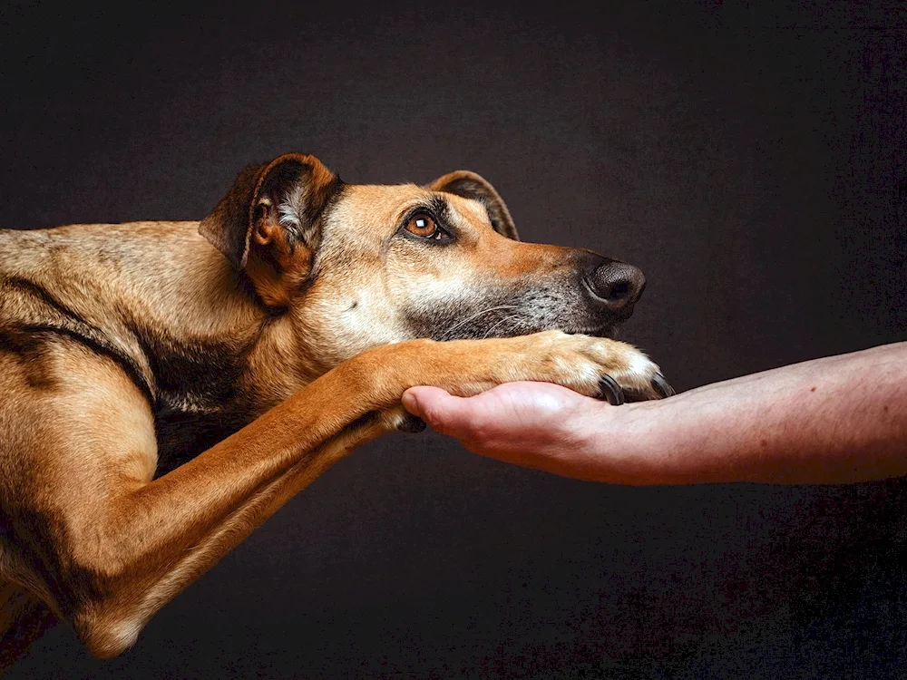 Homeless animals and man