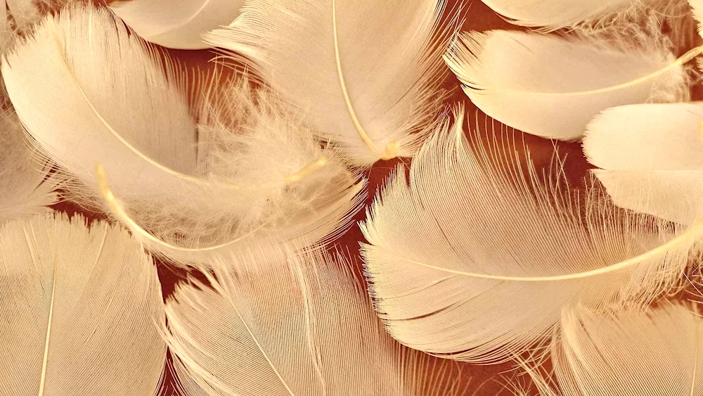 Beige feathers