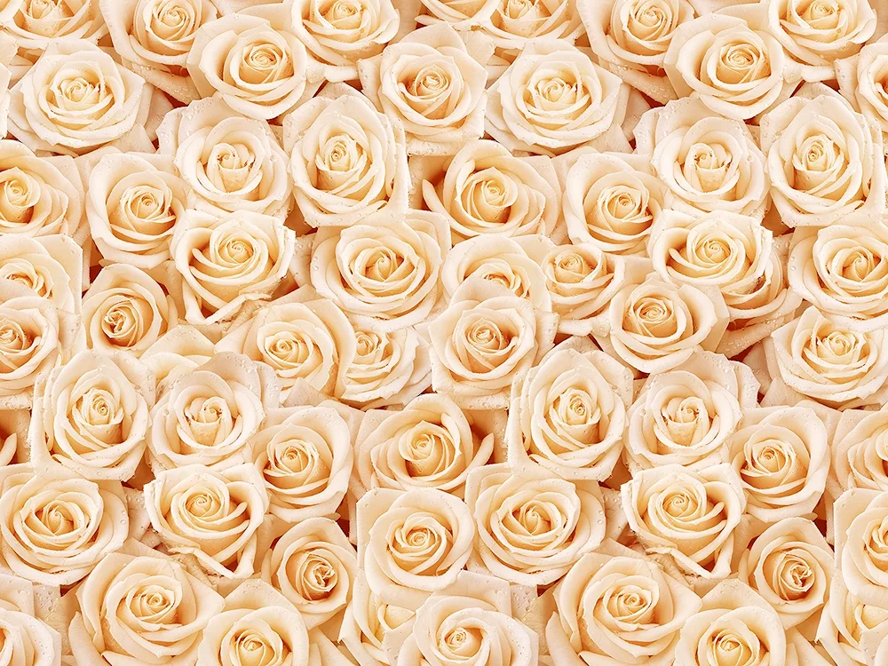 Beige roses