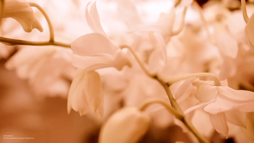 Beige flowers