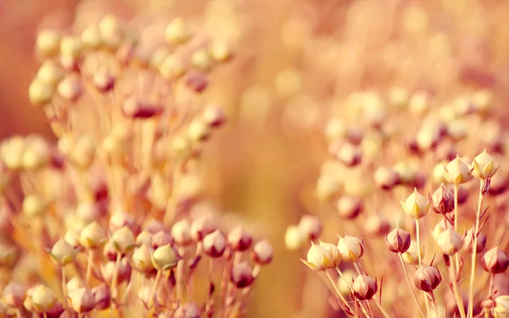 Beige flowers