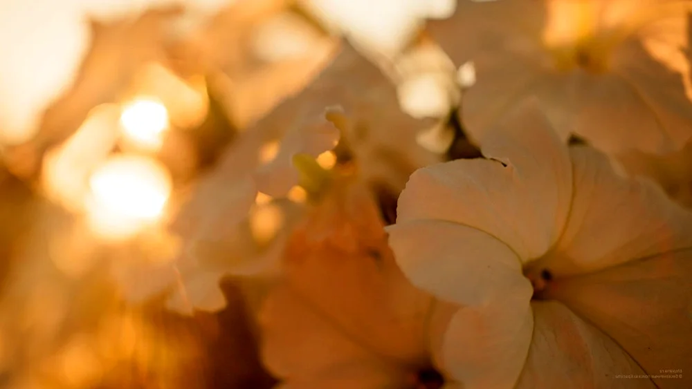 Beige flowers