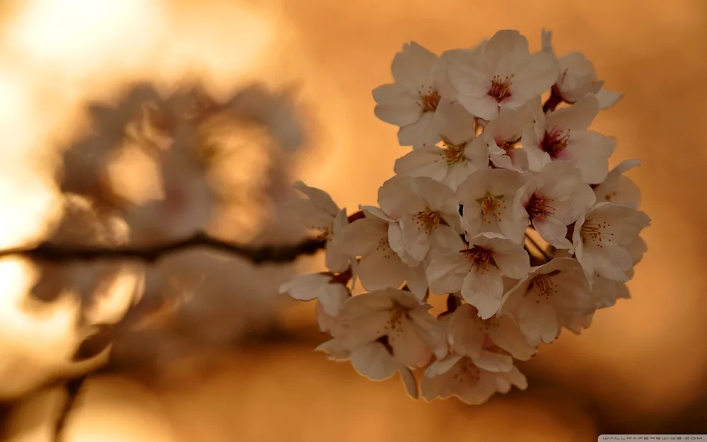 Beige flowers