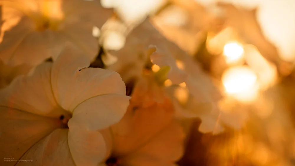 Beige flowers flowers