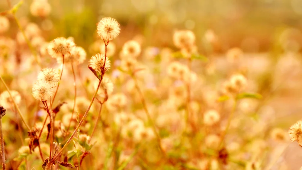 Brown flowers