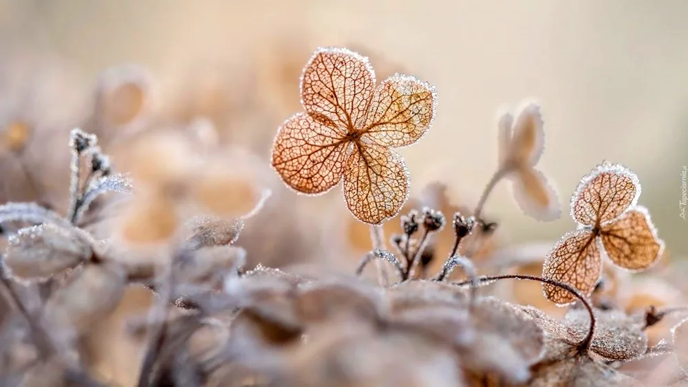 Beige flowers