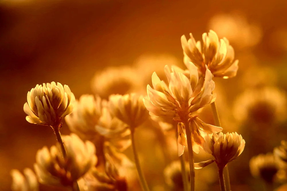 Beige flowers