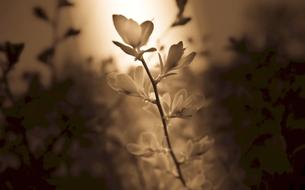 Beige flowers