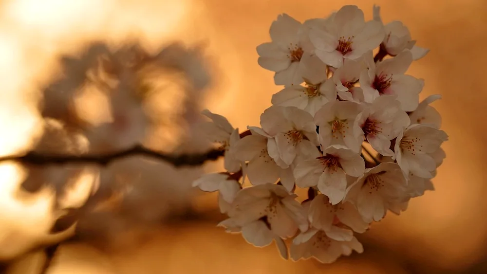 Beige flowers